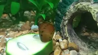 Tiger Nerite Snail (Neritina semiconica)
