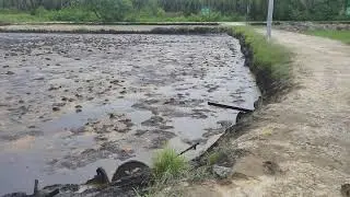 Palm Oil Cooling Pond