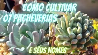 Quais os nomes e CUIDADOS com essas 07 MARAVILHOSAS PACHYVERIAS