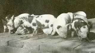 Exeter History Minute - Swine Laws and Pig-napping