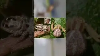 Мантиспа-гибрид богомола и осы!!!#shorts#биология#энтомология#насекомые#эволюция#наука#дикаяприрода