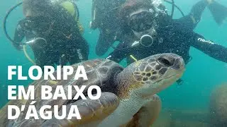 MERGULHAMOS COM TARTARUGAS GIGANTES EM FLORIPA | Traveleiros