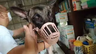 Pagkakapon ng aso...