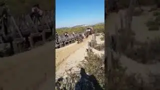 Reatas de mulos por la playa 2021