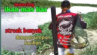 Mancing ikan mas/tombro liar !! Racikan umpan ikan mas yang jitu.