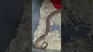 WILL SHE LIVE OR DIE| SUPER AZTEC BOA CONSTRICTOR|BOA MORPH|BOA BREEDING|RARE SNAKES| BCI BOAS