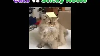 Video Ad Example - Cat Sticky Notes Product