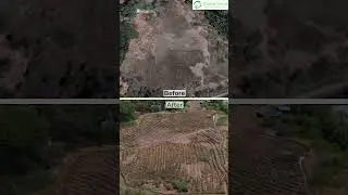 The Impact Series : Mangrove Edition
