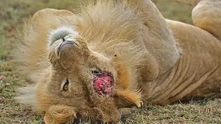 The DEADLY Truth About King Scarface Lion's Last Moments