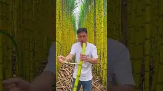 Golden sugarcane is juicy, sweet but not cloying.7289297726788