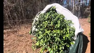 Uncovering the Meyer lemon after snow and 16F.