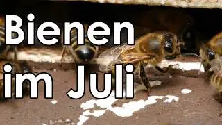 Bienen Anfang Juli - was ist zu tun?