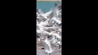 National Bird Day | Visit Fort Myers