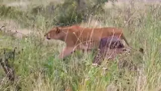 Never Give up ~Amazing Buffalo Knock Out Lion To Save Fellows  ~Sir Onwell