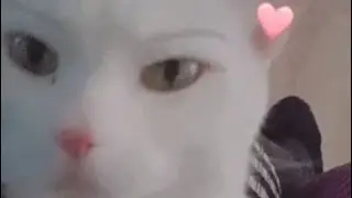 Pixel Cat // Edit // Description