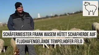 15.10.2024 Berlin Schäfermeister Frank Wasem hütet Schafherde auf Flughafengelände Tempelhofer Feld