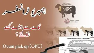 Embryo transfer in cows; Ovum pick-up (OPU)