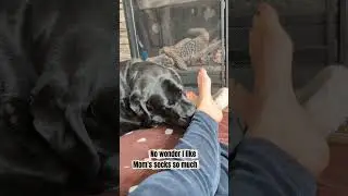 Why Do Dogs Love SOCKS So Much? 🧦🐾