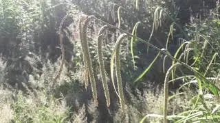Hangende zegge - Carex pendula