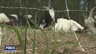 Elm Grove goat landscaping helps environment | FOX6 News Milwaukee