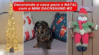 DECORAÇÃO DE NATAL DA NOSSA CASA COM A MINI DACHSHUND - PARTE 2🐾🎄