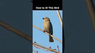 Identifying the bird that 