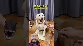 Doggy: You&rsquo;re switchin&rsquo; up your tricks again toda #dogbreed #funnyanimal #funnyanimal