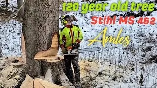Вырубка сухой ели 120-летней, Stihl ms 462, Amles, Zetor Proxima, Лесные работы, Большие деревья