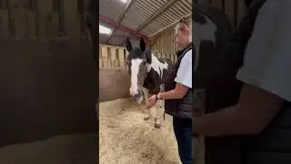 Equine Reiki Session with Lottie