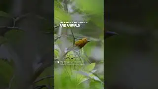 #LovePHBiodiversity is about loving the vast natural wonders of the Philippines