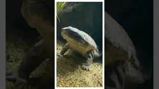 Что за покемон эта китайская исполинская саламандра?