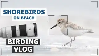 Shorebirds on Beach | Birdwatching VLOG #1 | Bird Photography