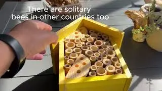 Setting up a Bee Hotel and planting flowers for my flying guests