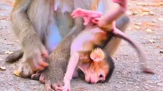 LIVE: Baby Monkey Falls While Learning to Walk With Mama 💛🌿