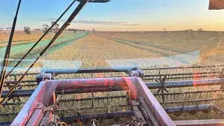 Broken down again and again! Windrowing Canola | Miller Nitro 4275