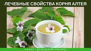 Лечебные свойства корня алтея - Домашний лекарь - выпуск №123