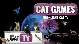 ИГРЫ ДЛЯ КОШЕК | 🌙 Кошачье телевидение при лунном свете