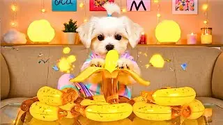 MOST SATISFYING Dog ASMR! Eating Edible Gems, Ice & Sticky Syrups ~ NO TALKING 🤫