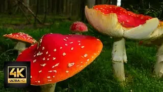 Las setas del bosque en 4k - forest mushrooms in 4k