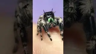 close up shot with cute jumping spider