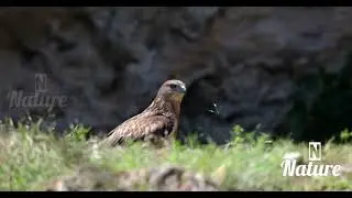 nature | Falcon | Hawk | bird | forest | beautiful scenery | relaxing clip | PT 5 |🦅🏞️🌄🤩😍🥰❤️💕