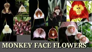 MONKEY FACE FLOWERS