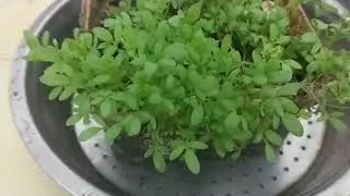 How to grow Haleem seeds microgreens with soil and compost #sadhnaallinone