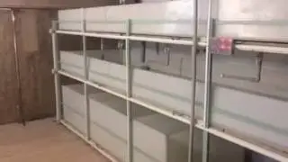 Первый опыт в  УЗВ для австралийских раков
