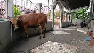 Sapi qurban 2024 2