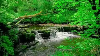 Relaxing music, the soothing sound of flowing water, and nature sounds can help you sleep better.