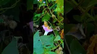 Violet Flower at Mountain  #nature #naturecinematic #cinematiclandscapes