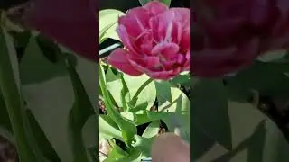 тюльпаны, Lilyflowering ,Triumph , Fringed, Double