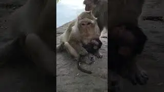 Oh God! Monkey poorly treats baby Blaze