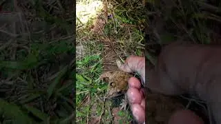 A little ricefield frog #frog
